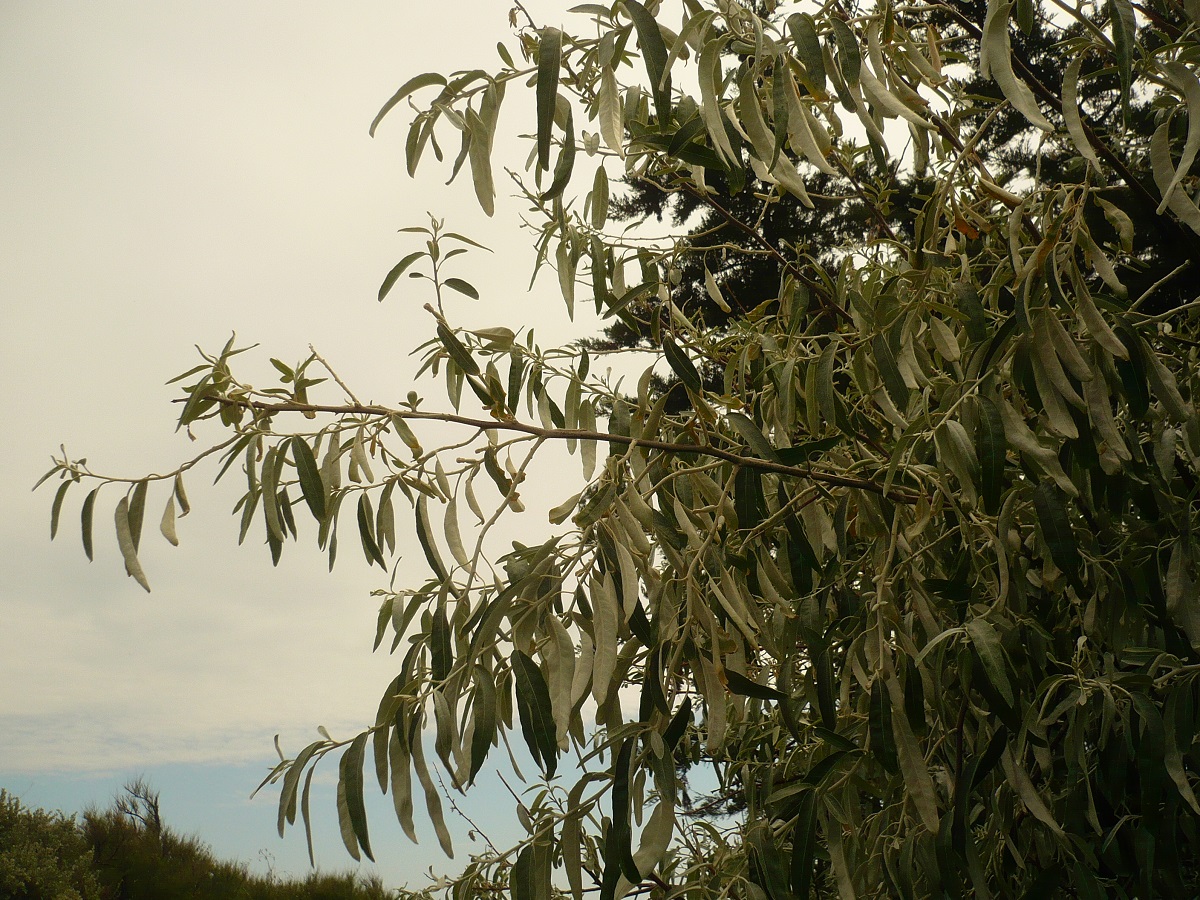 Elaeagnus angustifolia (Elaeagnaceae)